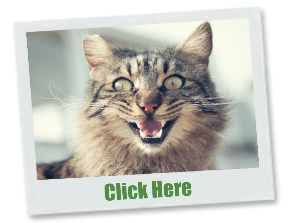 Cat-Teeth-&-Gums-Polaroid-w-click-here-1000x761