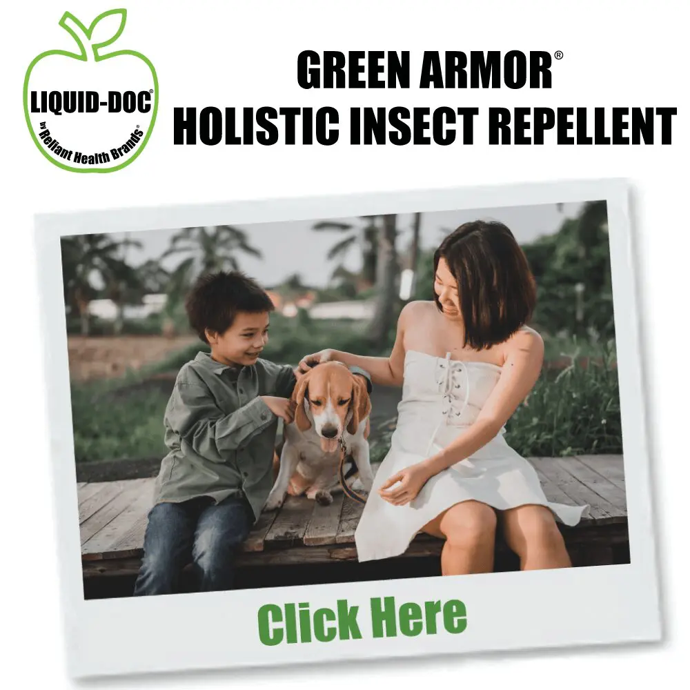 green-armor-insect-polaroid (1)