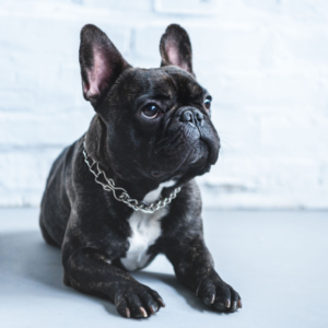 Frenchies Top Labs As Most Popular Us Breed - Reliant Health Brands